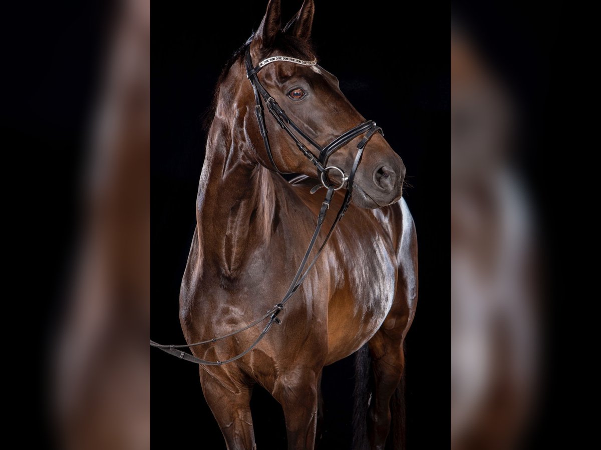 Plus de chevaux à sang chaud Jument 20 Ans 168 cm Bai brun foncé in Lindewitt