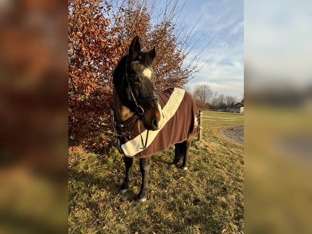 Plus de chevaux à sang chaud Jument 22 Ans 160 cm Bai brun in Freilassing