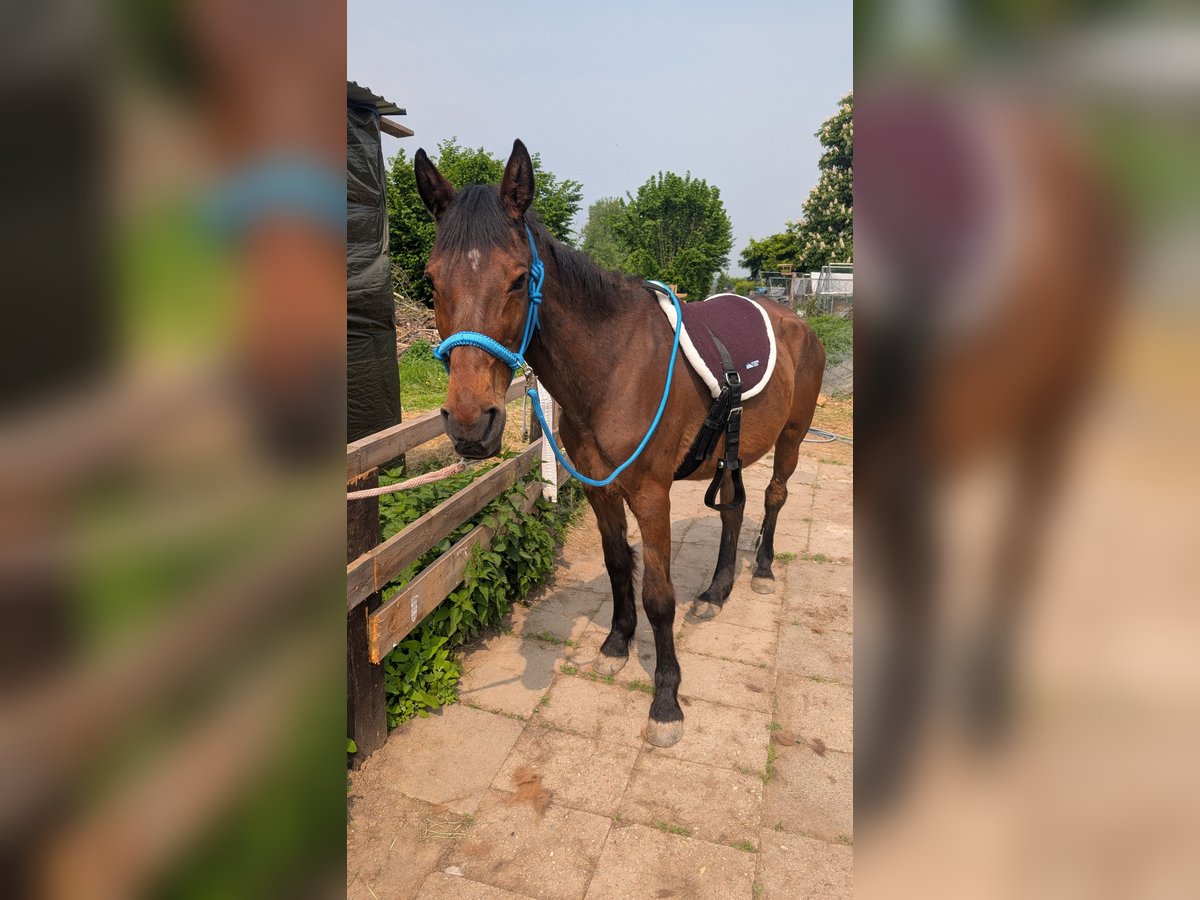 Plus de chevaux à sang chaud Jument 23 Ans 150 cm Bai in Alfter
