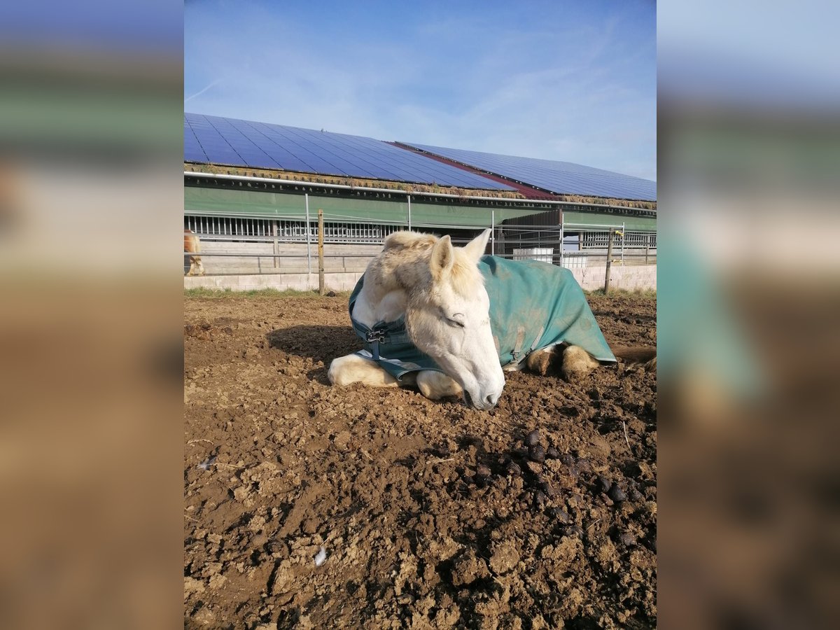 Plus de chevaux à sang chaud Jument 29 Ans 158 cm Gris in Aichtal