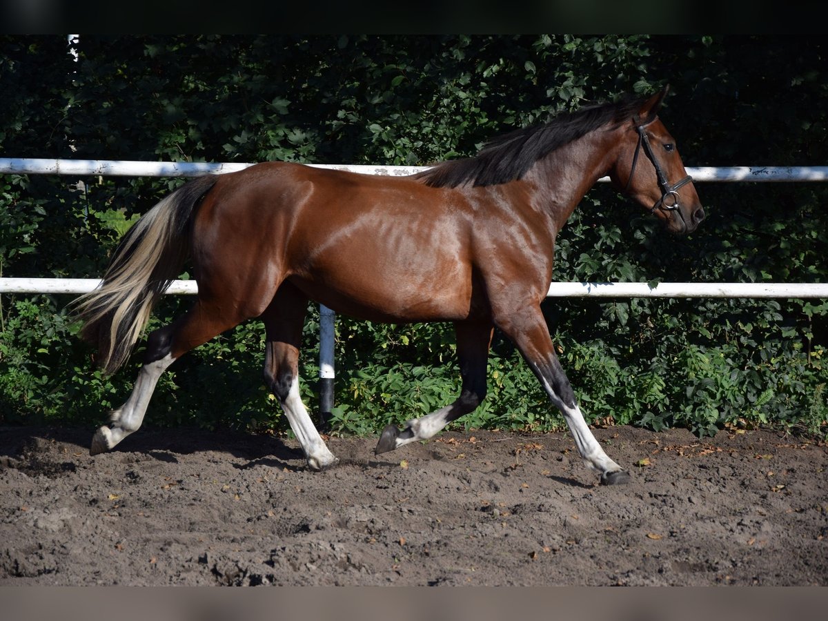 Plus de chevaux à sang chaud Jument 2 Ans 153 cm Pinto in Che&#x142;mno