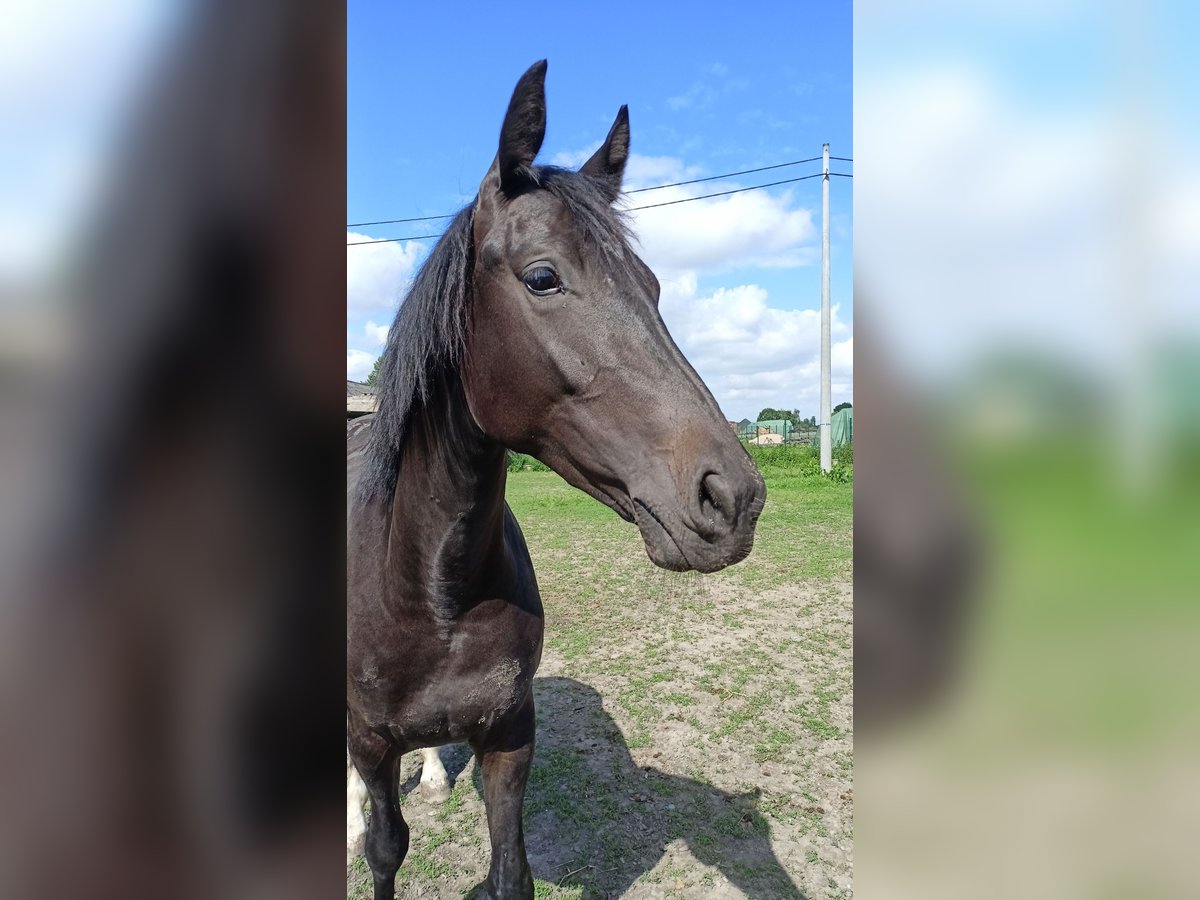 Plus de chevaux à sang chaud Jument 2 Ans 160 cm Noir in Gostyń