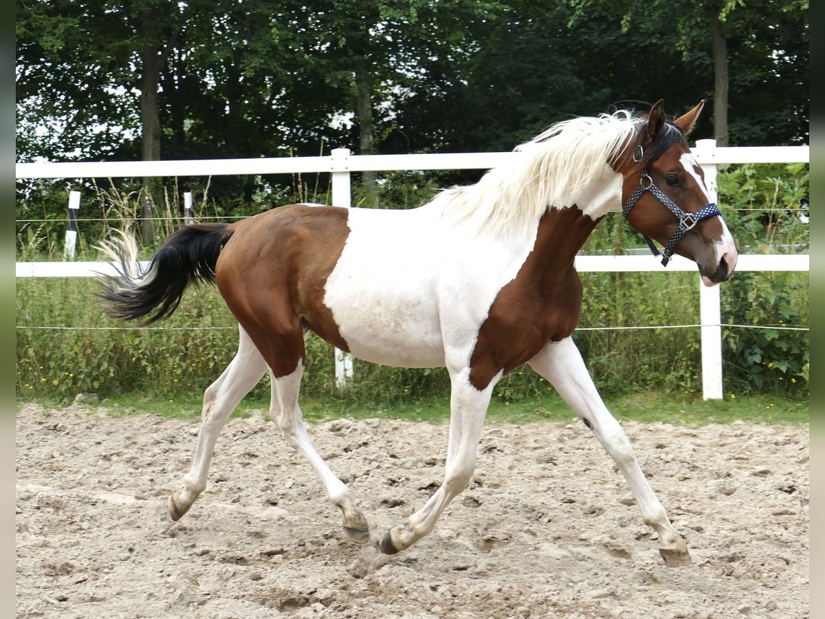 Plus de chevaux à sang chaud Jument 2 Ans 168 cm Pinto in Borgentreich