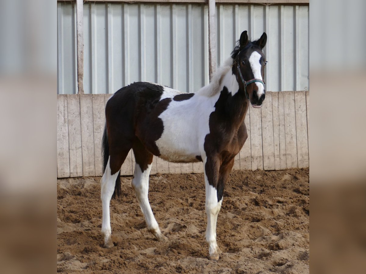 Plus de chevaux à sang chaud Jument 2 Ans 170 cm Pinto in Borgentreich