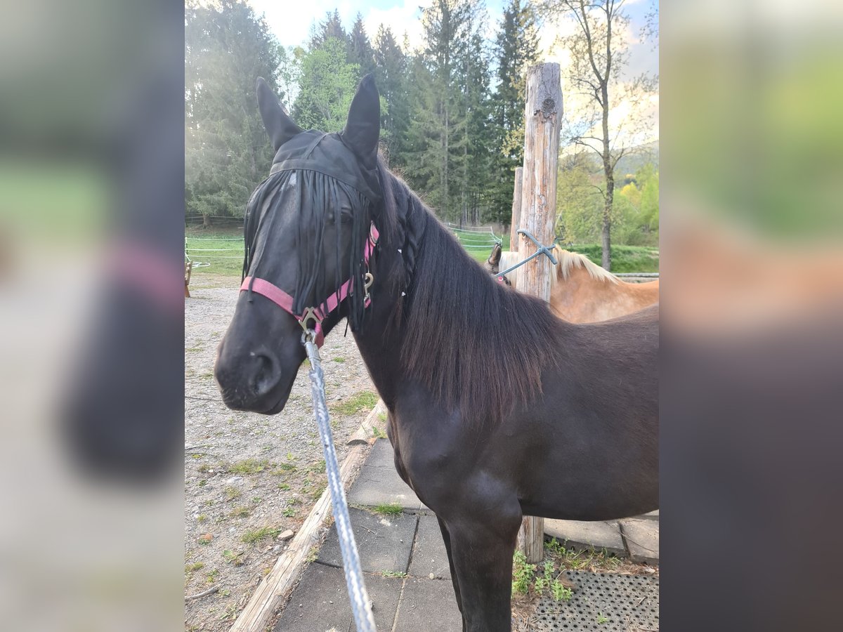 Plus de chevaux à sang chaud Croisé Jument 3 Ans 146 cm Noir in Friesach