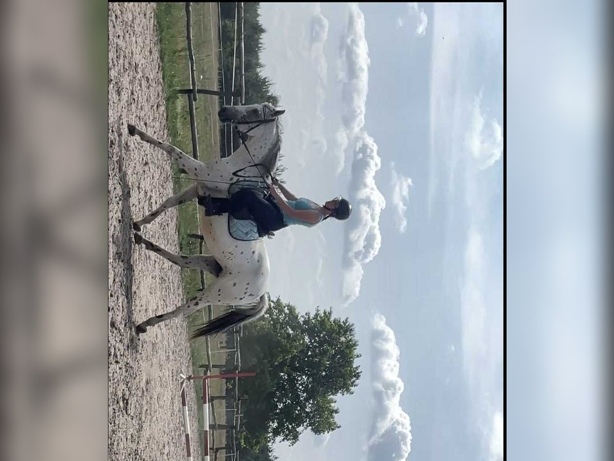 Plus de chevaux à sang chaud Jument 3 Ans 160 cm Léopard in Zabrodzie