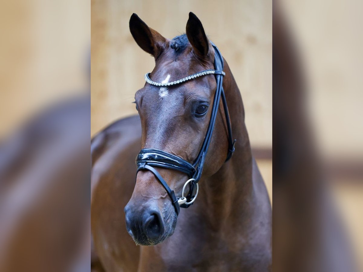 Plus de chevaux à sang chaud Jument 3 Ans 165 cm Bai in Kinrooi