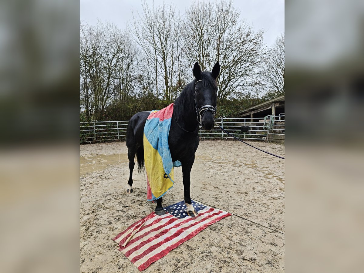 Plus de chevaux à sang chaud Jument 4 Ans 162 cm Noir in H&#xFC;nstetten