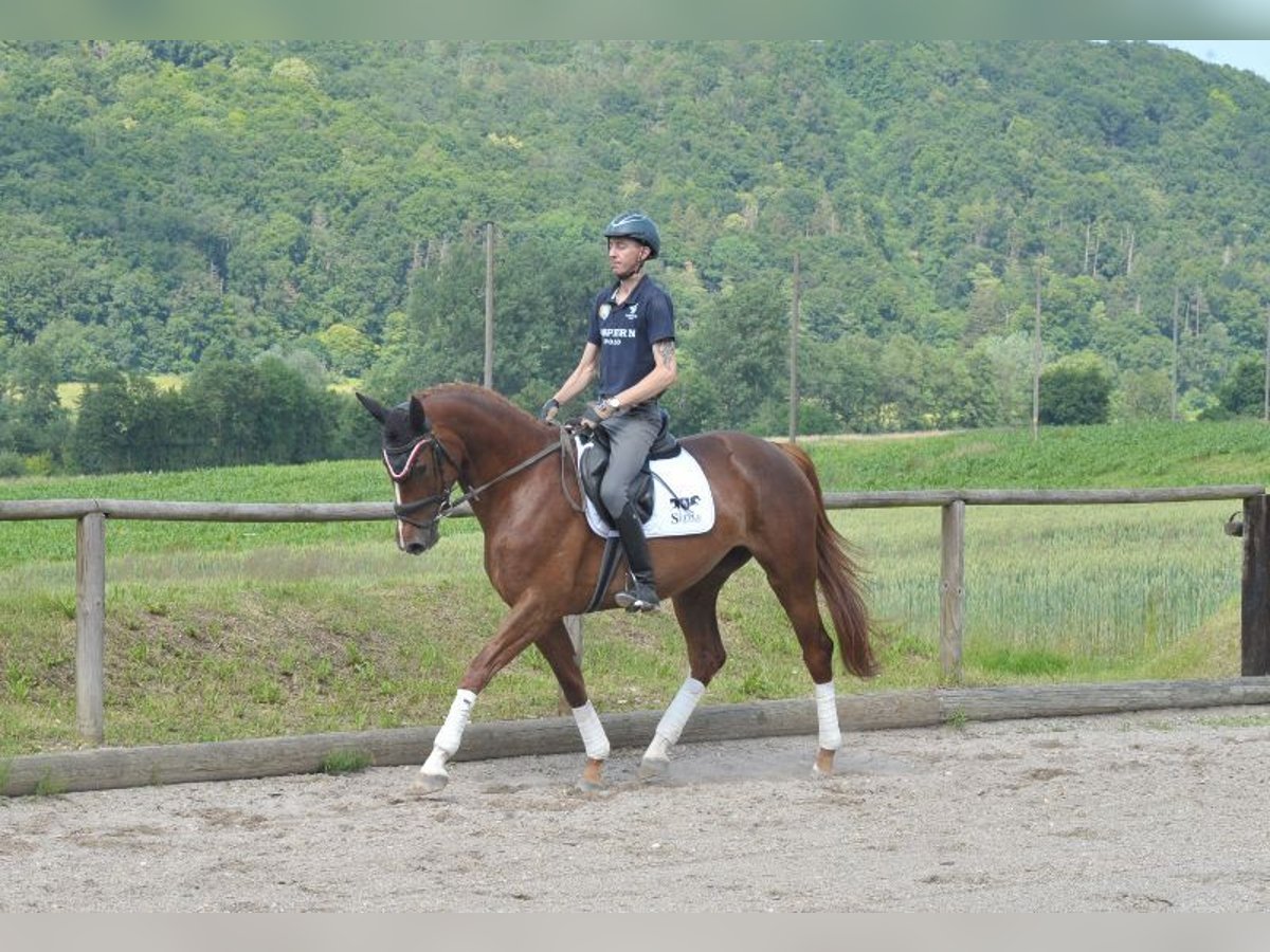 Plus de chevaux à sang chaud Jument 4 Ans 167 cm Alezan in Wellheim