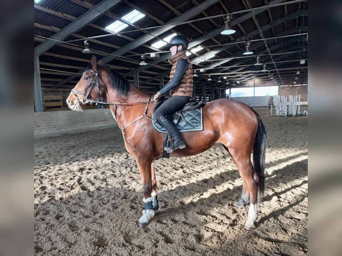 Plus de chevaux à sang chaud Jument 4 Ans 170 cm Bai clair in Pelmberg