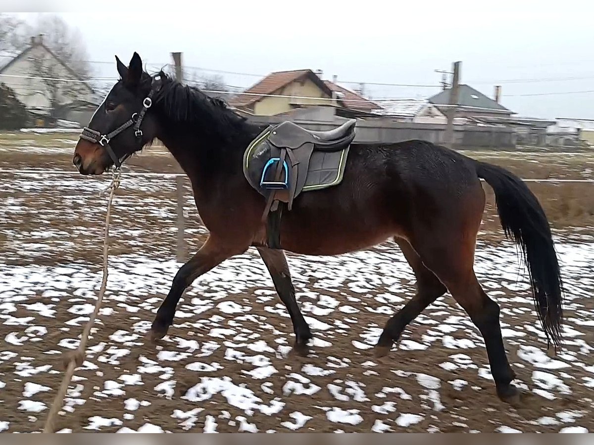 Plus de chevaux à sang chaud Croisé Jument 5 Ans 150 cm Bai brun in Abony