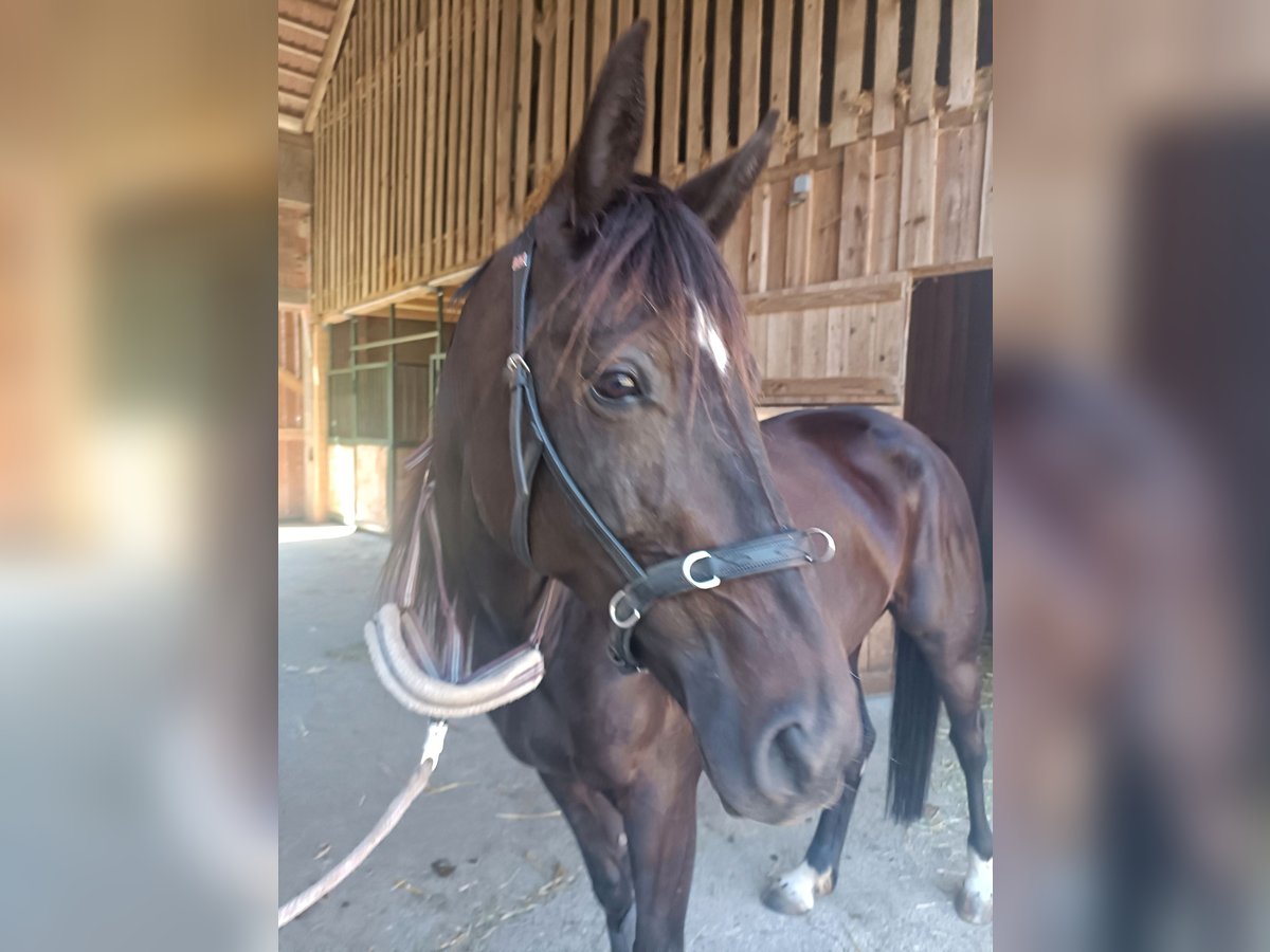 Plus de chevaux à sang chaud Jument 5 Ans 158 cm Bai brun foncé in Tragwein
