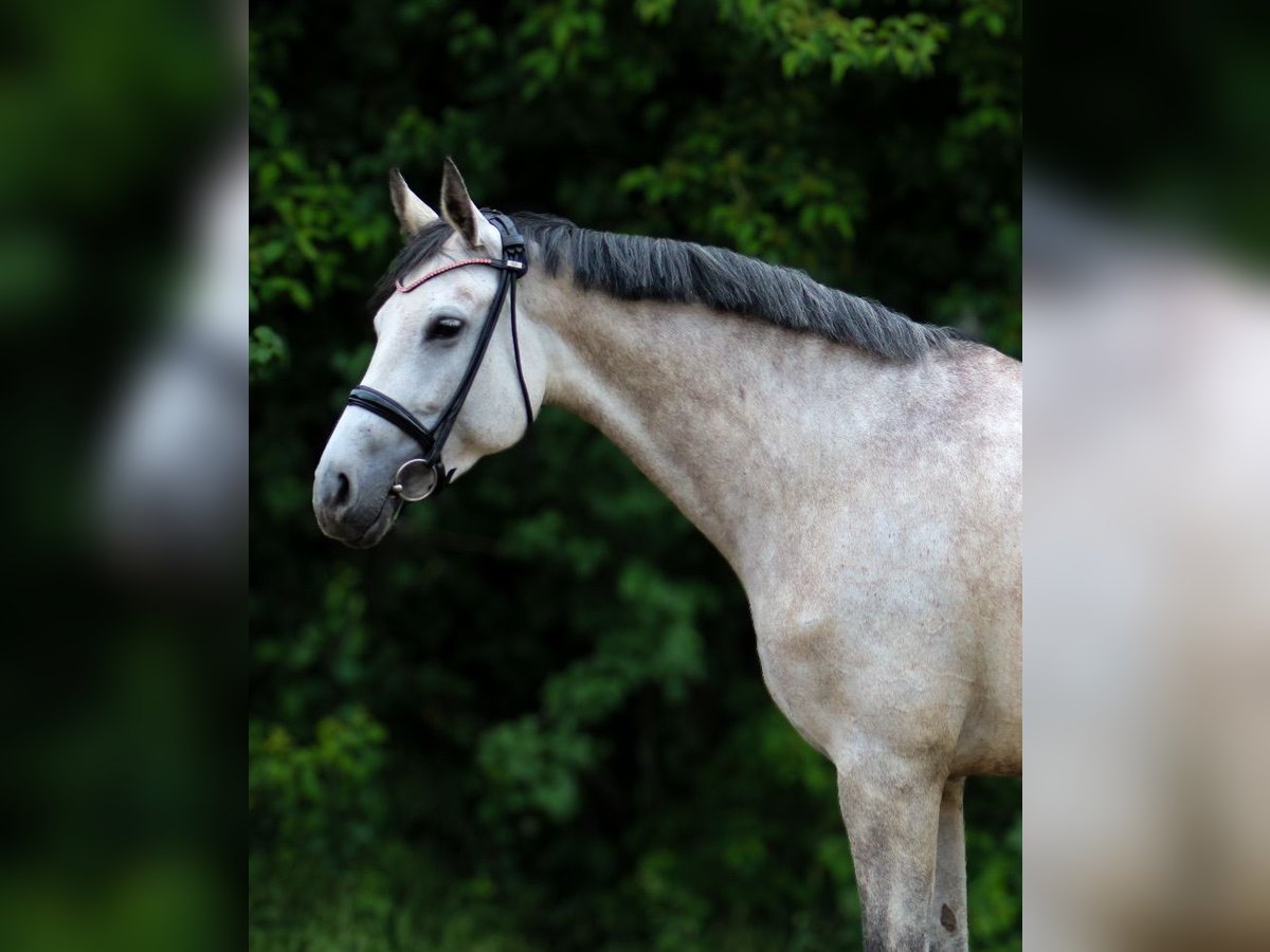 Plus de chevaux à sang chaud Jument 5 Ans 160 cm Gris pommelé in Wartenberg