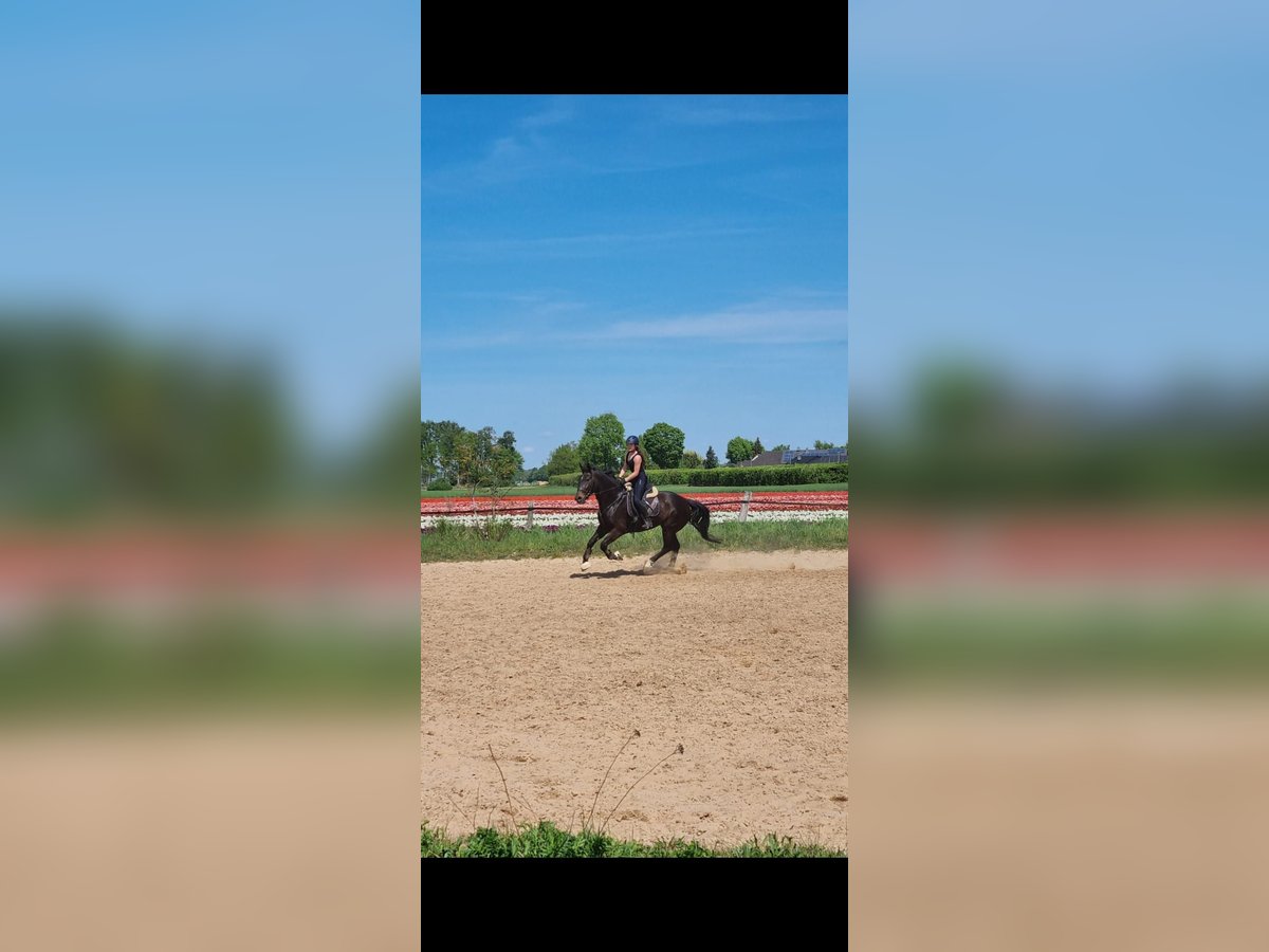 Plus de chevaux à sang chaud Jument 5 Ans 163 cm Bai in Braunschweig