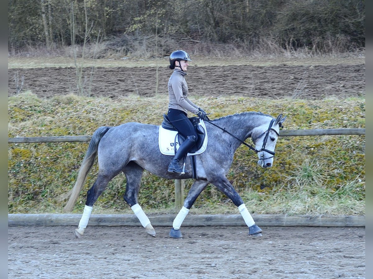 Plus de chevaux à sang chaud Jument 5 Ans 165 cm Gris pommelé in Wellheim