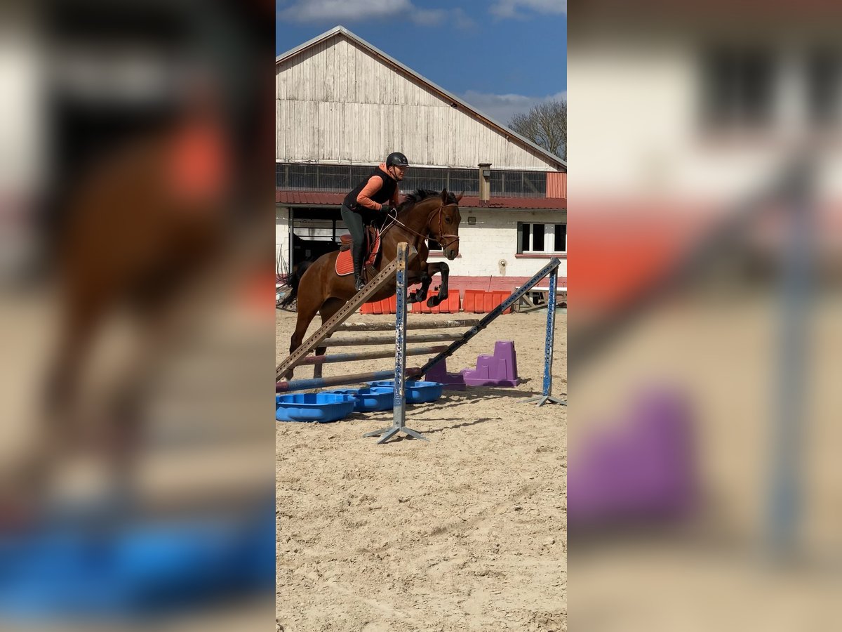 Plus de chevaux à sang chaud Jument 5 Ans Bai in Colmar