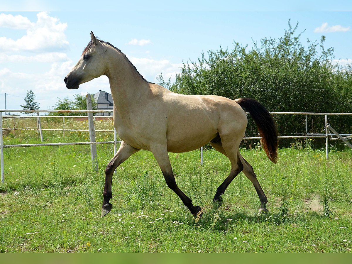 Plus de chevaux à sang chaud Jument 6 Ans 149 cm Isabelle in Grab&#xF3;w Nad Pilic&#x105;
