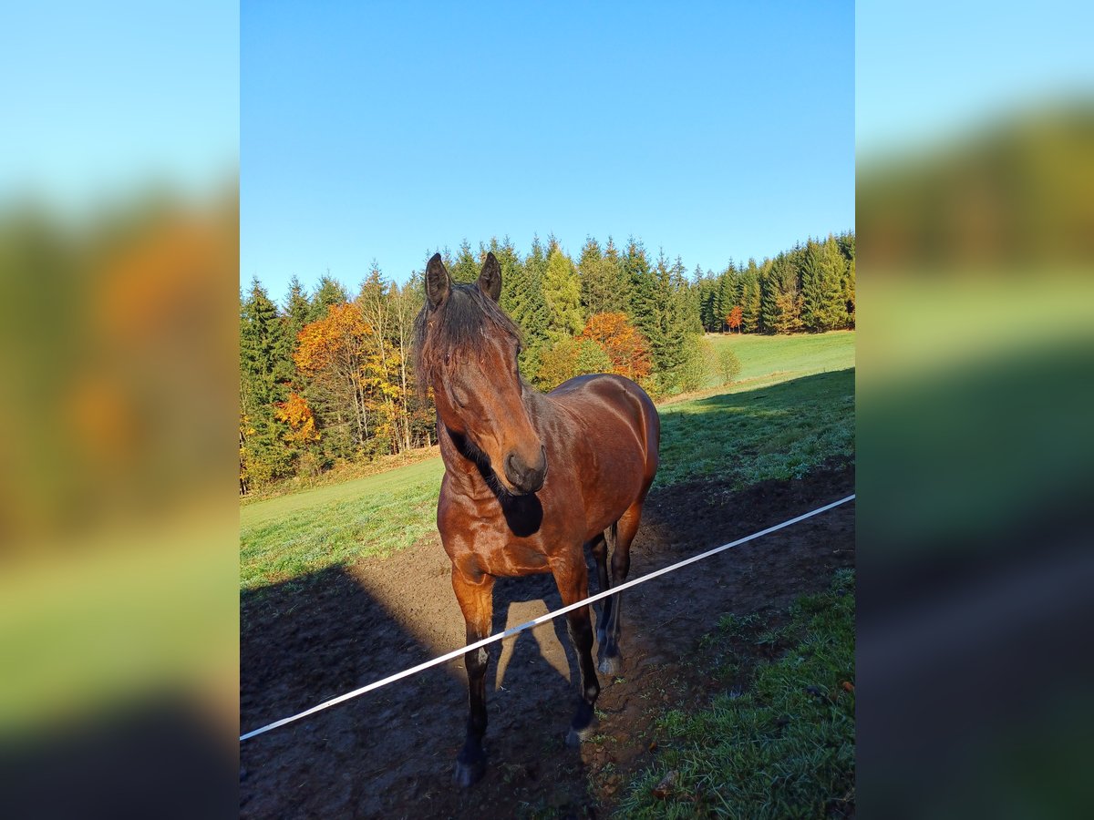 Plus de chevaux à sang chaud Croisé Jument 7 Ans 155 cm in Linz