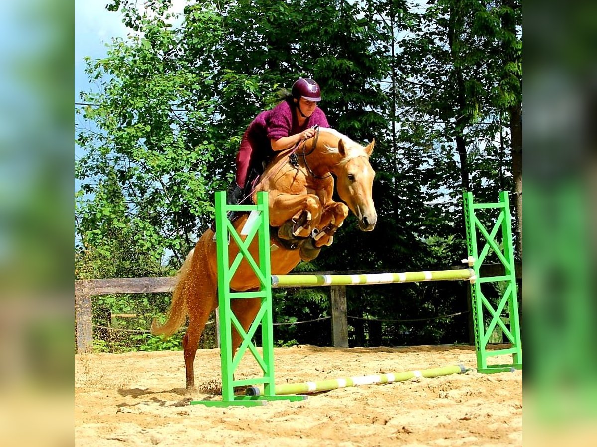 Plus de chevaux à sang chaud Jument 7 Ans 165 cm Palomino in Gronków