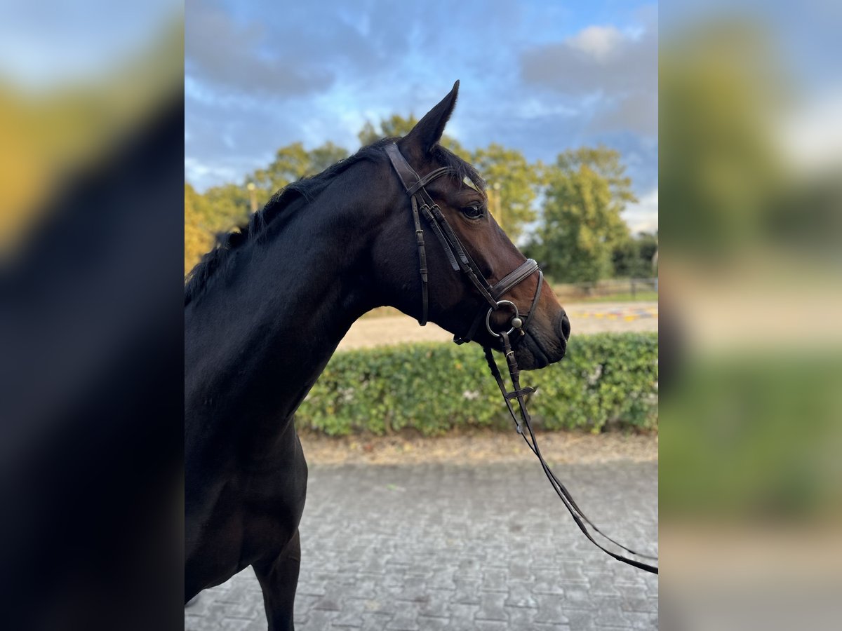 Plus de chevaux à sang chaud Jument 7 Ans 166 cm Bai brun in Wardenburg
