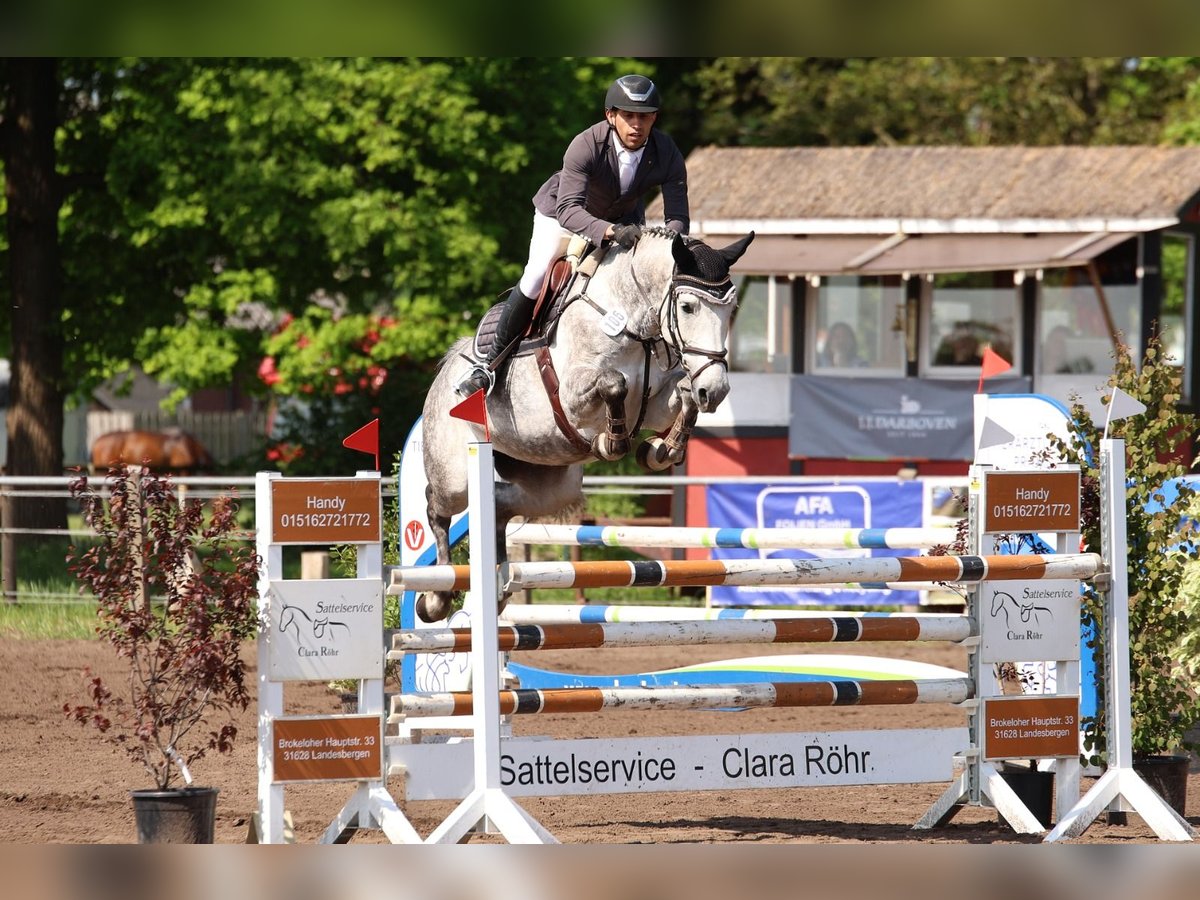 Plus de chevaux à sang chaud Jument 7 Ans 166 cm Gris pommelé in Holdorf