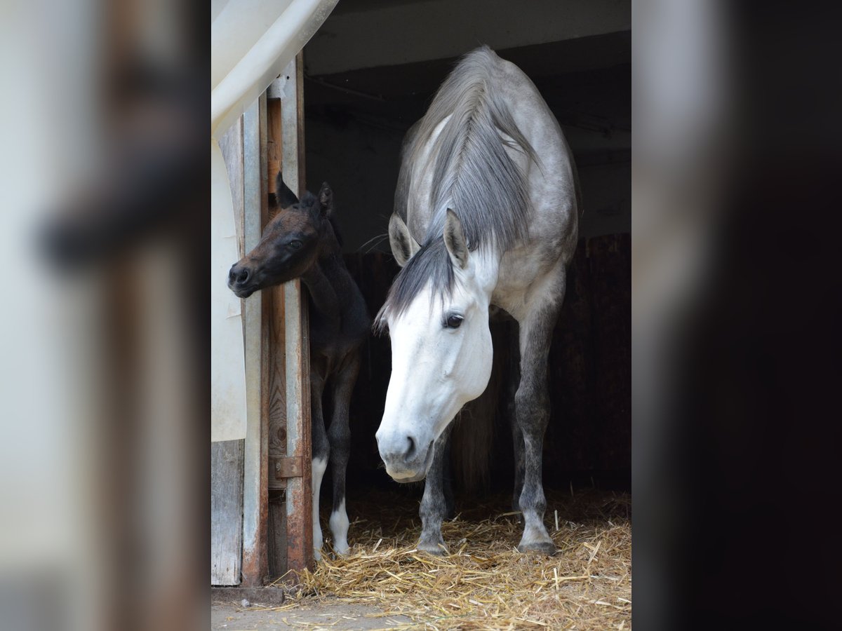 Plus de chevaux à sang chaud Croisé Jument 8 Ans 164 cm Gris in Feldkirchen in Kärnten