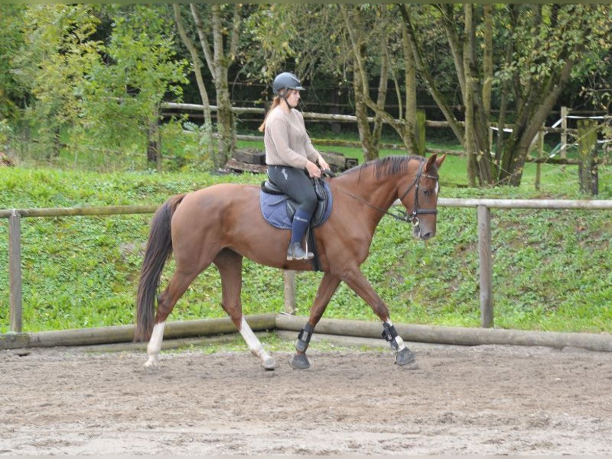 Plus de chevaux à sang chaud Jument 8 Ans 170 cm Alezan brûlé in Wellheim