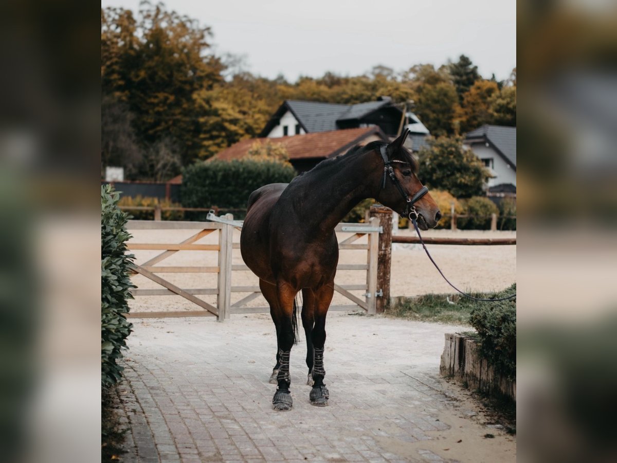Plus de chevaux à sang chaud Croisé Jument 8 Ans 170 cm Bai brun in Zagreb