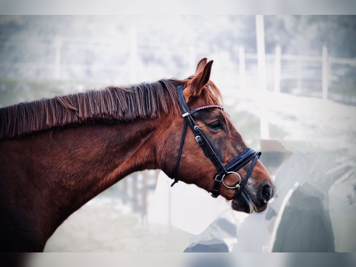 Plus de chevaux à sang chaud Jument 8 Ans 175 cm Alezan brûlé in Trzebnica