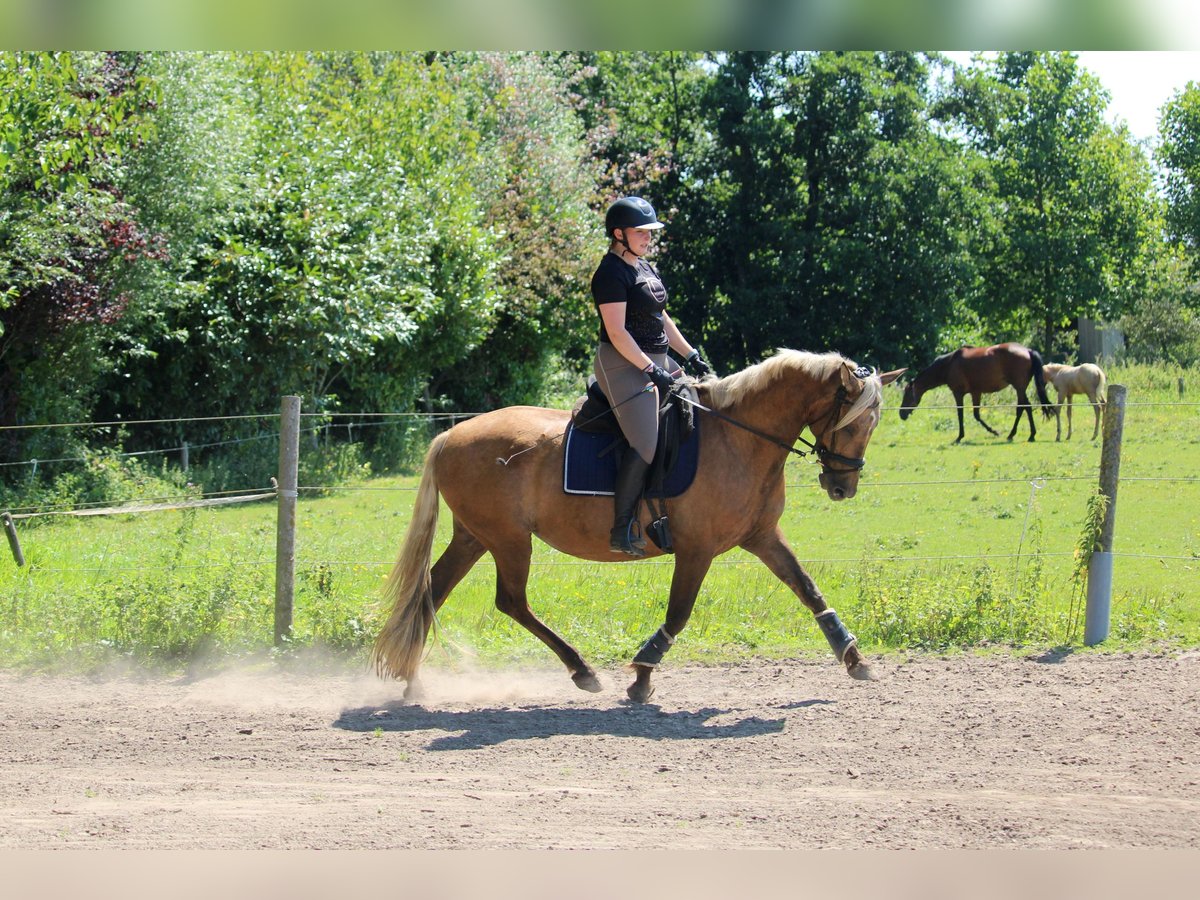 Plus de chevaux à sang chaud Croisé Jument 9 Ans 156 cm Palomino in Wijk en aalburg