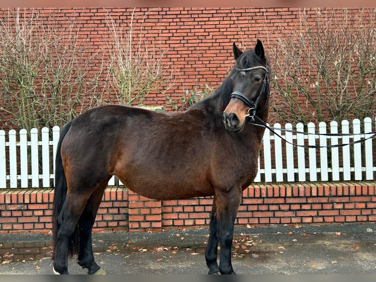 Cheval baie brun sale