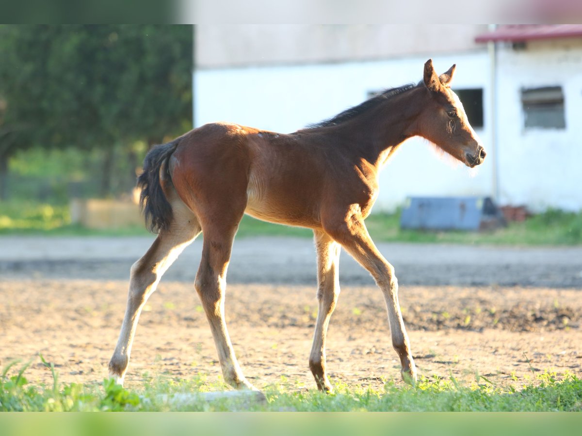 Plus de chevaux à sang chaud Croisé Jument Poulain (07/2025) 125 cm Bai cerise in Ruse