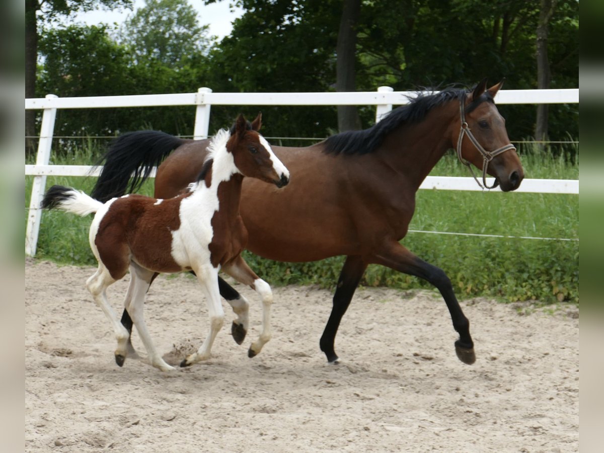 Plus de chevaux à sang chaud Jument Poulain (03/2024) 168 cm Pinto in Borgentreich