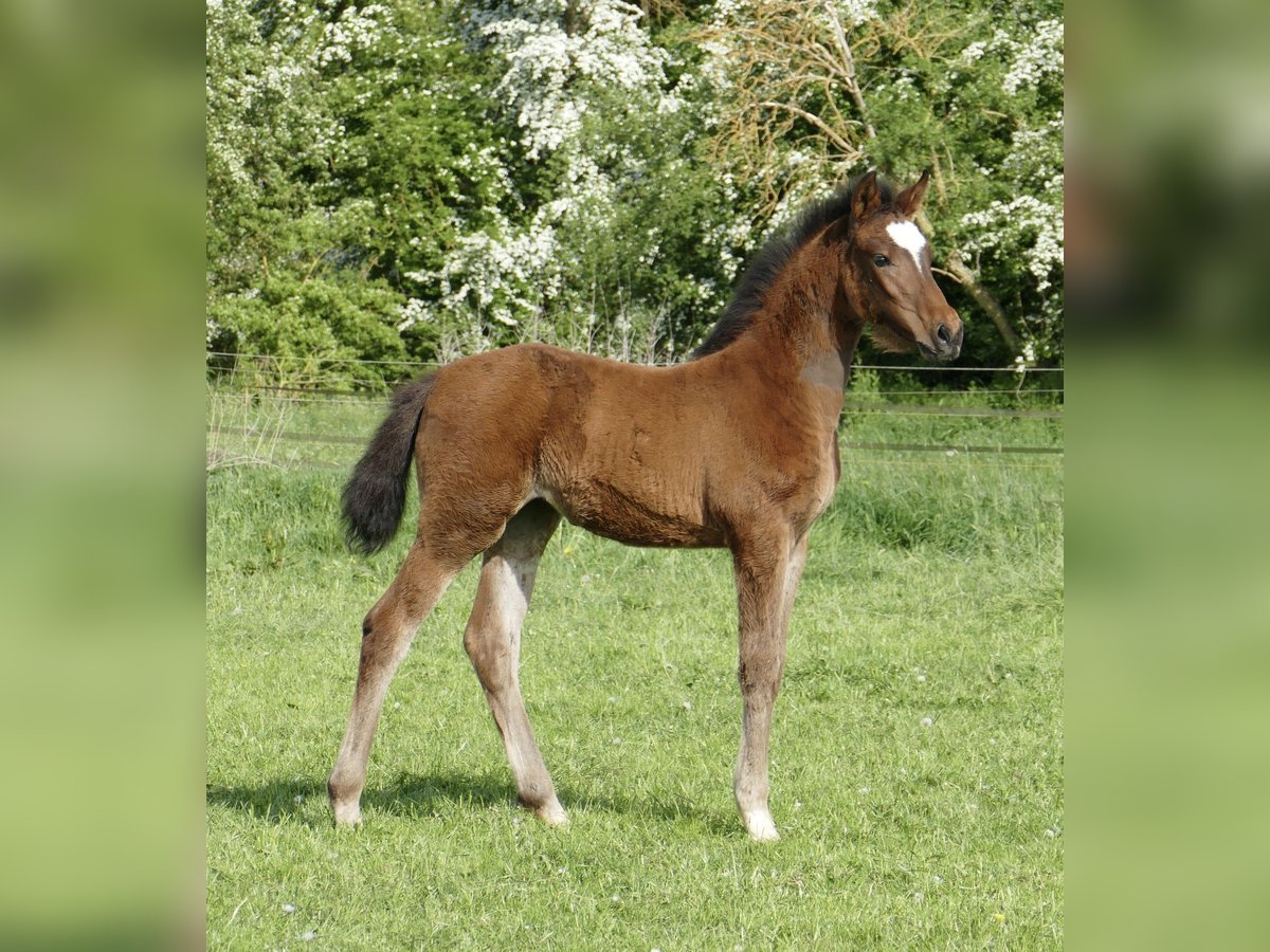 Plus de chevaux à sang chaud Jument Poulain (03/2025) 170 cm Bai in Borgentreich