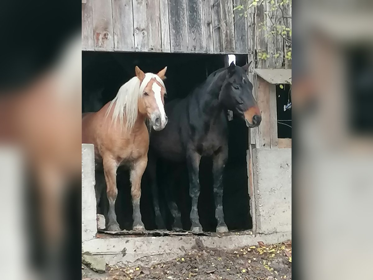 Plus de poneys/petits chevaux Étalon 14 Ans 175 cm Bai in Bernried