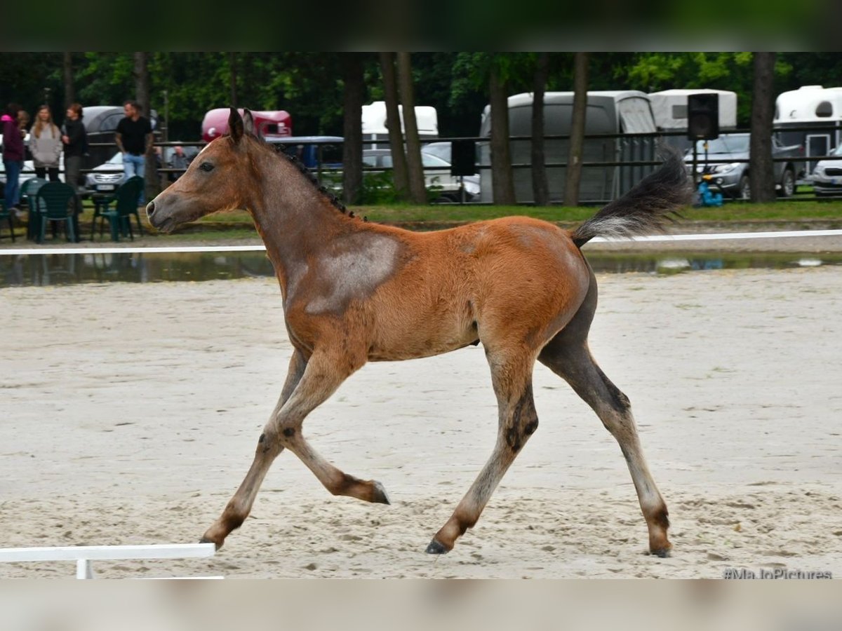 Plus de poneys/petits chevaux Étalon 1 Année 145 cm Gris pommelé in Salzwedel