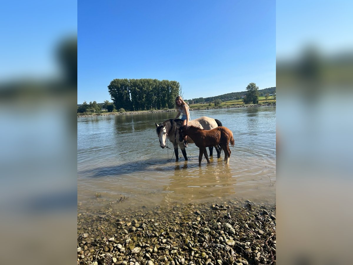 Plus de poneys/petits chevaux Croisé Étalon 1 Année Alezan brûlé in Künzing