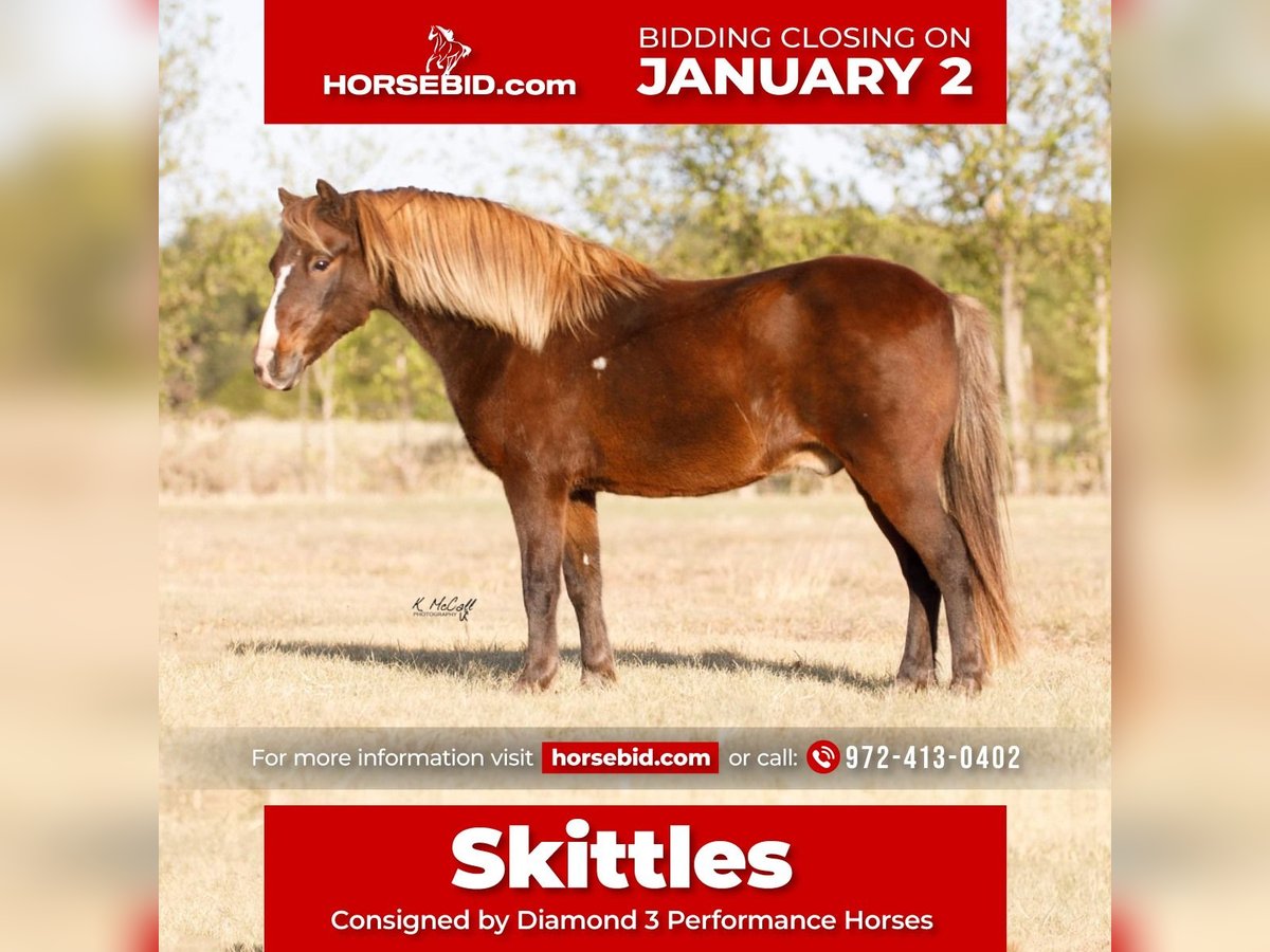 Plus de poneys/petits chevaux Hongre 10 Ans 114 cm in Ravenna, TX