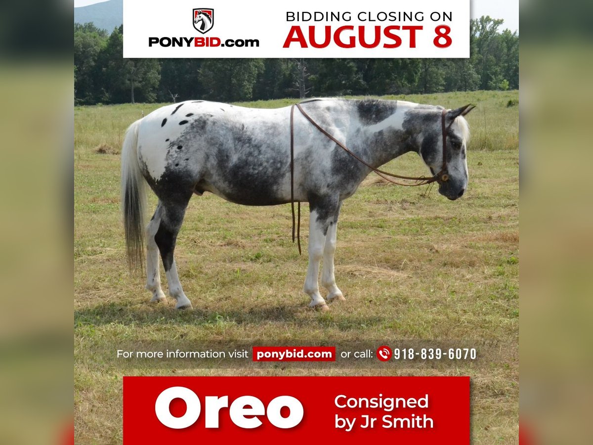 Plus de poneys/petits chevaux Hongre 10 Ans 135 cm Pinto in Watson, OK