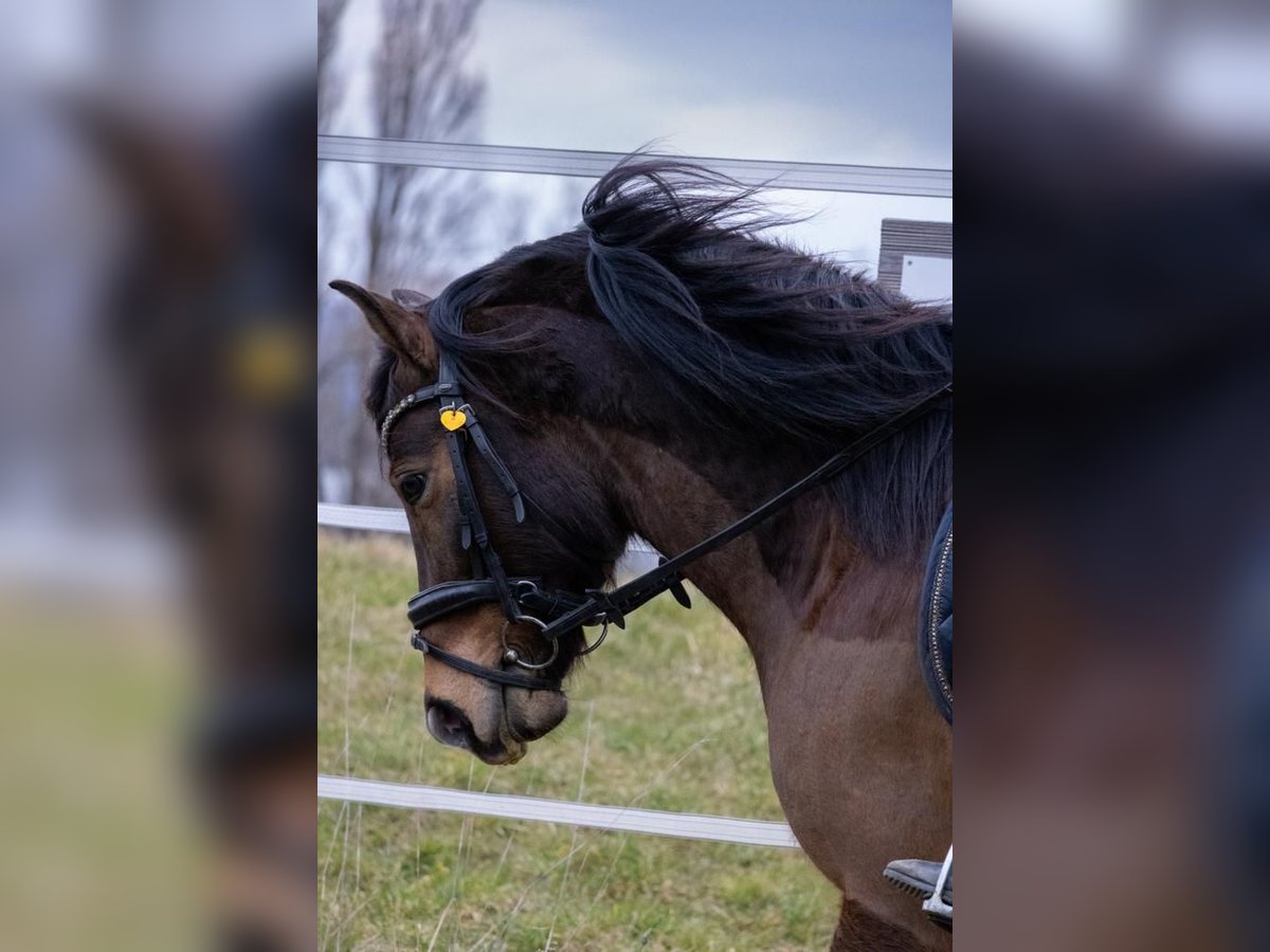 Plus de poneys/petits chevaux Croisé Hongre 10 Ans 140 cm Bai in Gaienhofen