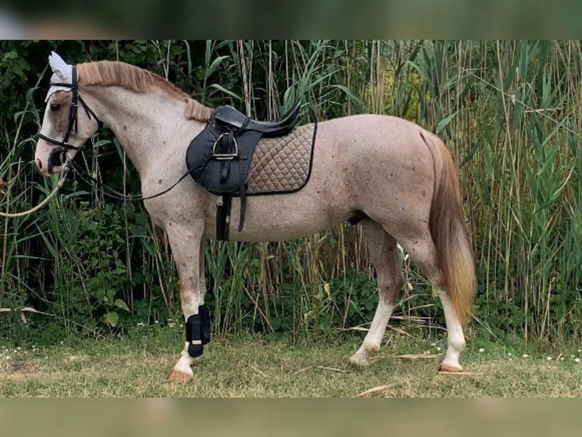 Plus de poneys/petits chevaux Croisé Hongre 10 Ans 151 cm Rouan Rouge in Scheibenberg