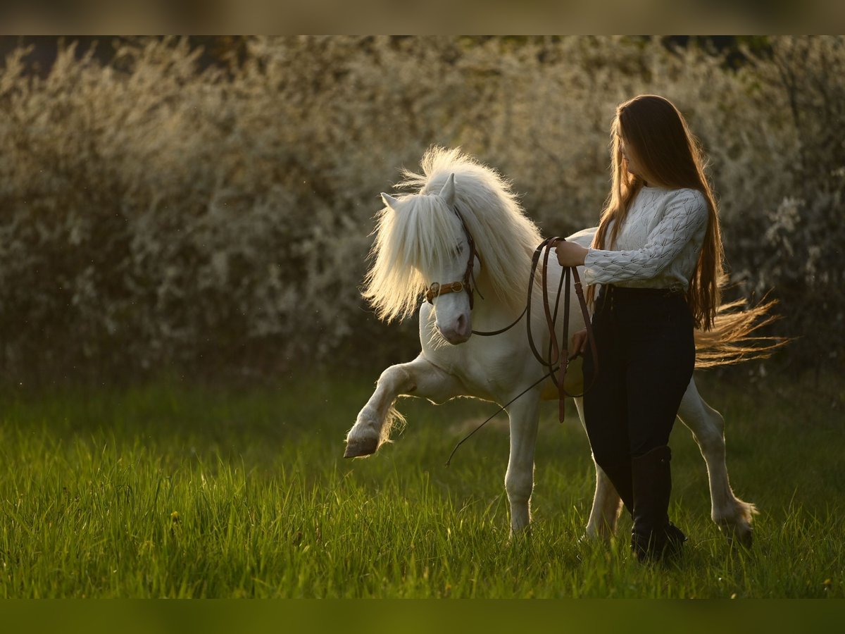 Plus de poneys/petits chevaux Hongre 11 Ans 114 cm Cremello in Parsberg