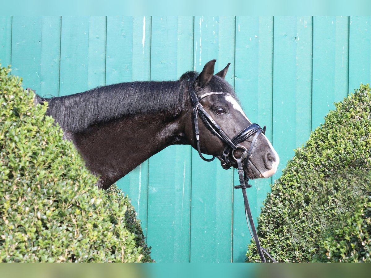 Plus de poneys/petits chevaux Hongre 13 Ans 135 cm Noir in Braunschweig