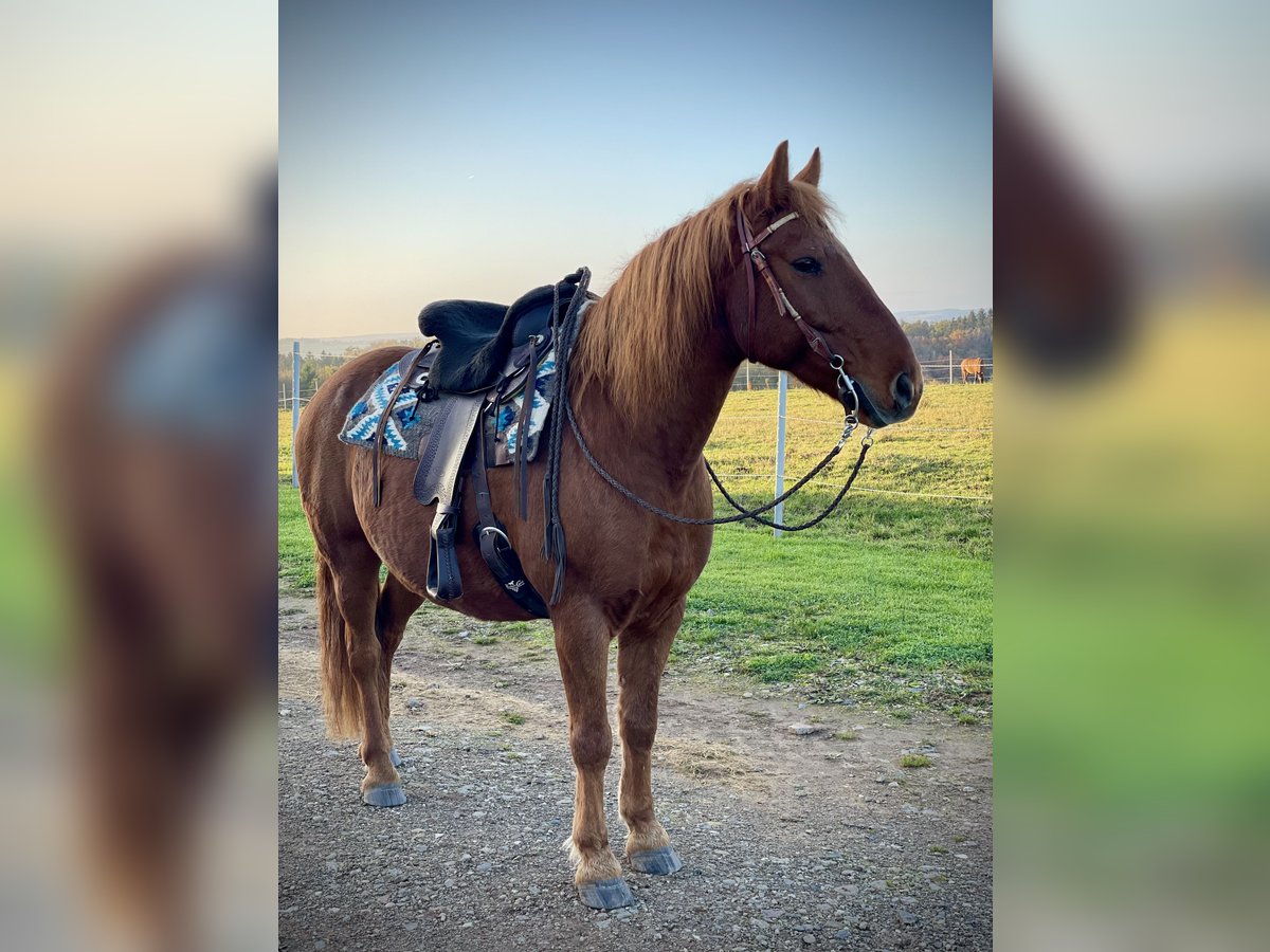 Plus de poneys/petits chevaux Croisé Hongre 13 Ans 150 cm Alezan in Roth bei prüm