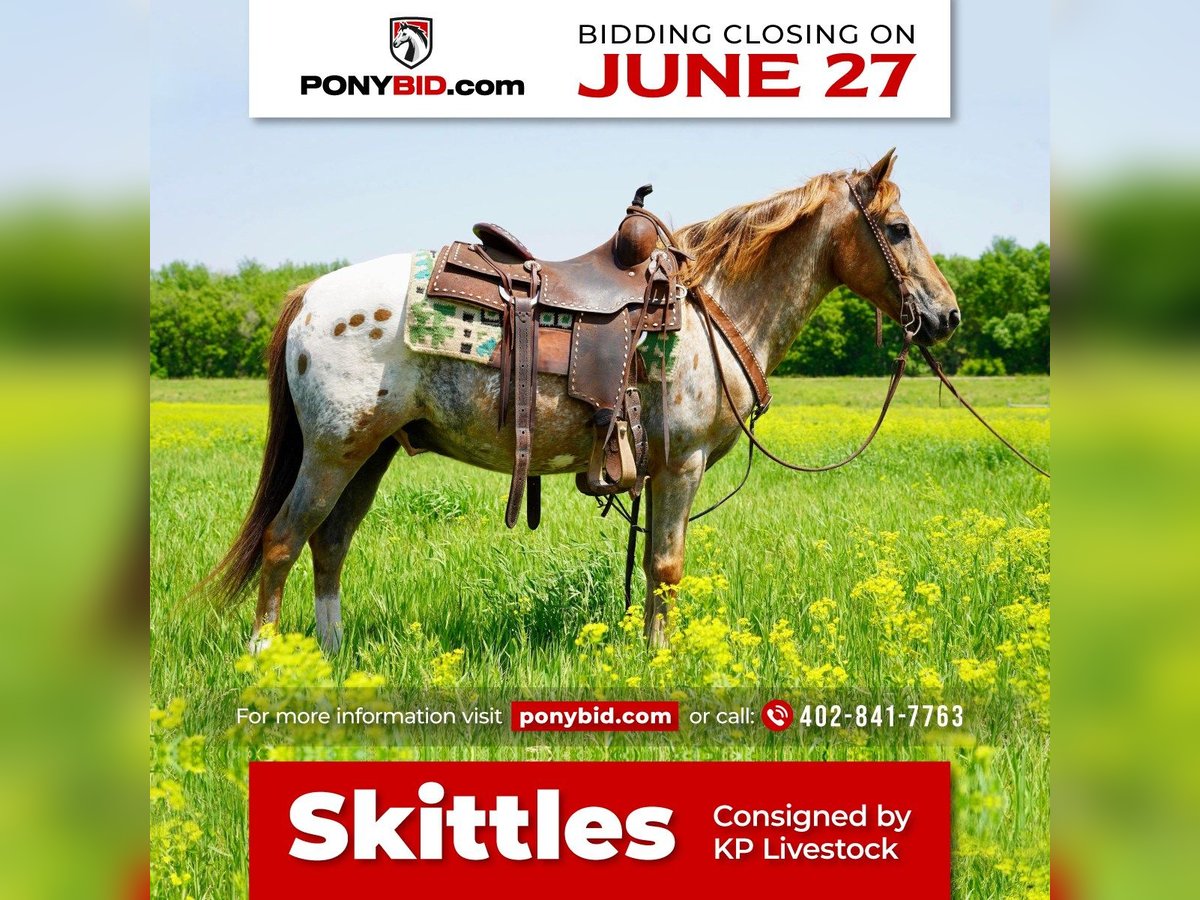 Plus de poneys/petits chevaux Hongre 13 Ans in Valley Springs, SD