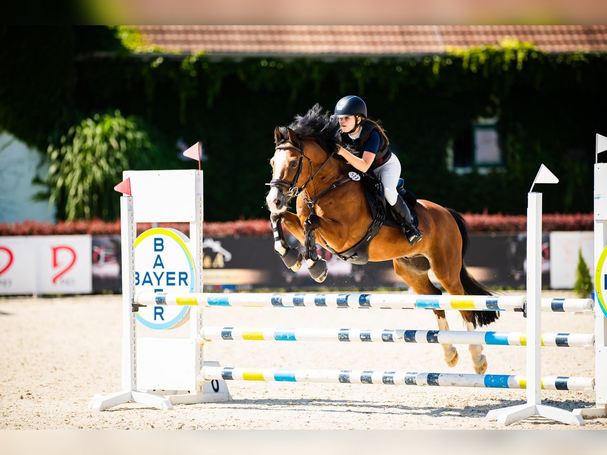 Plus de poneys/petits chevaux Hongre 15 Ans 143 cm Bai cerise in Konin