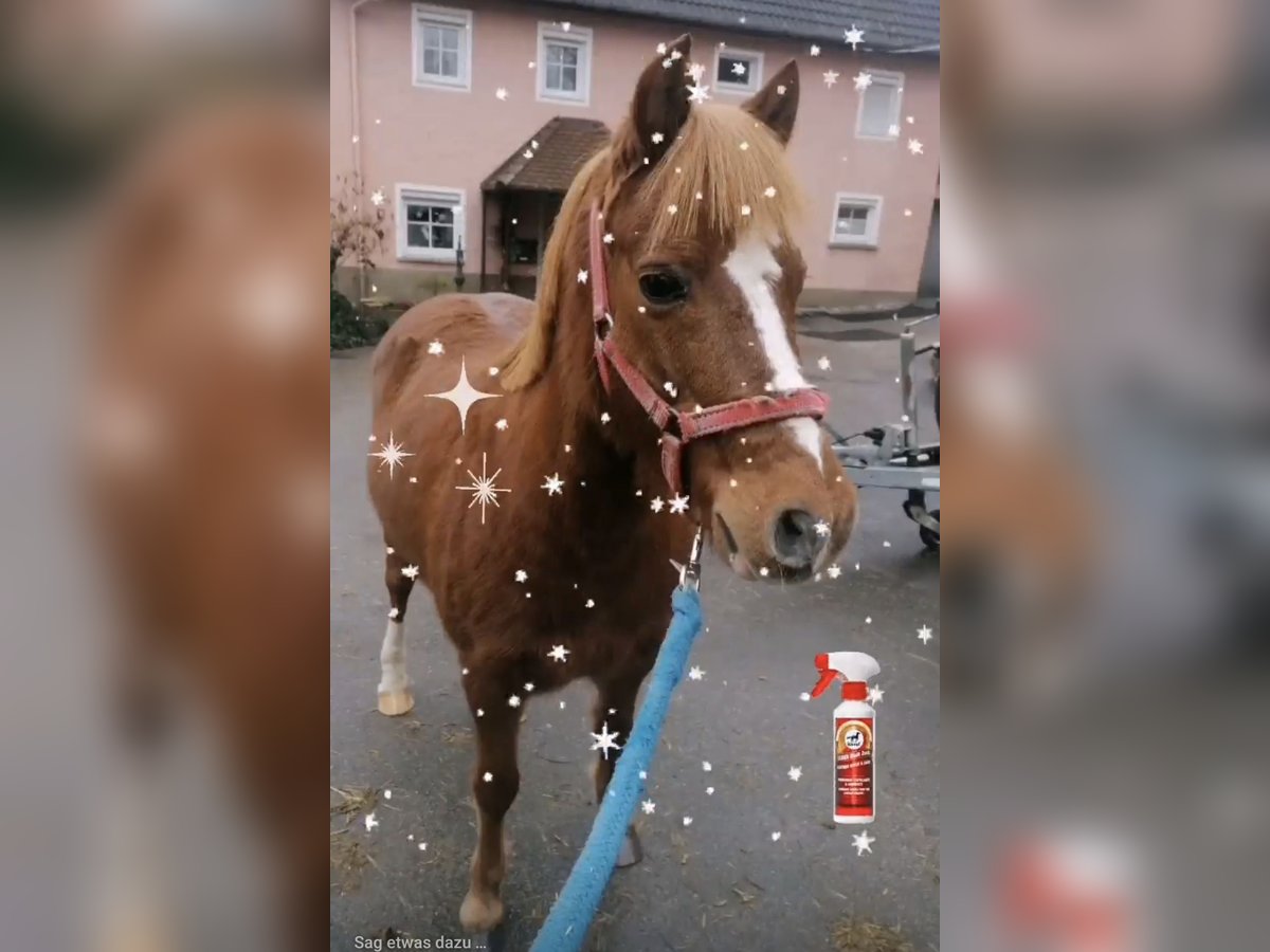 Plus de poneys/petits chevaux Hongre 16 Ans 120 cm Alezan in Frankenhardt