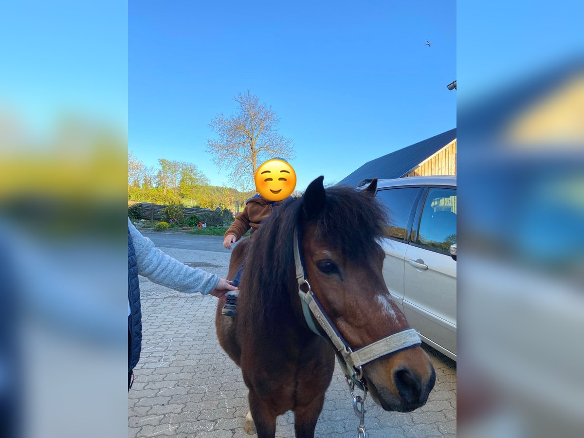 Plus de poneys/petits chevaux Croisé Hongre 19 Ans 110 cm Bai in Zöbern