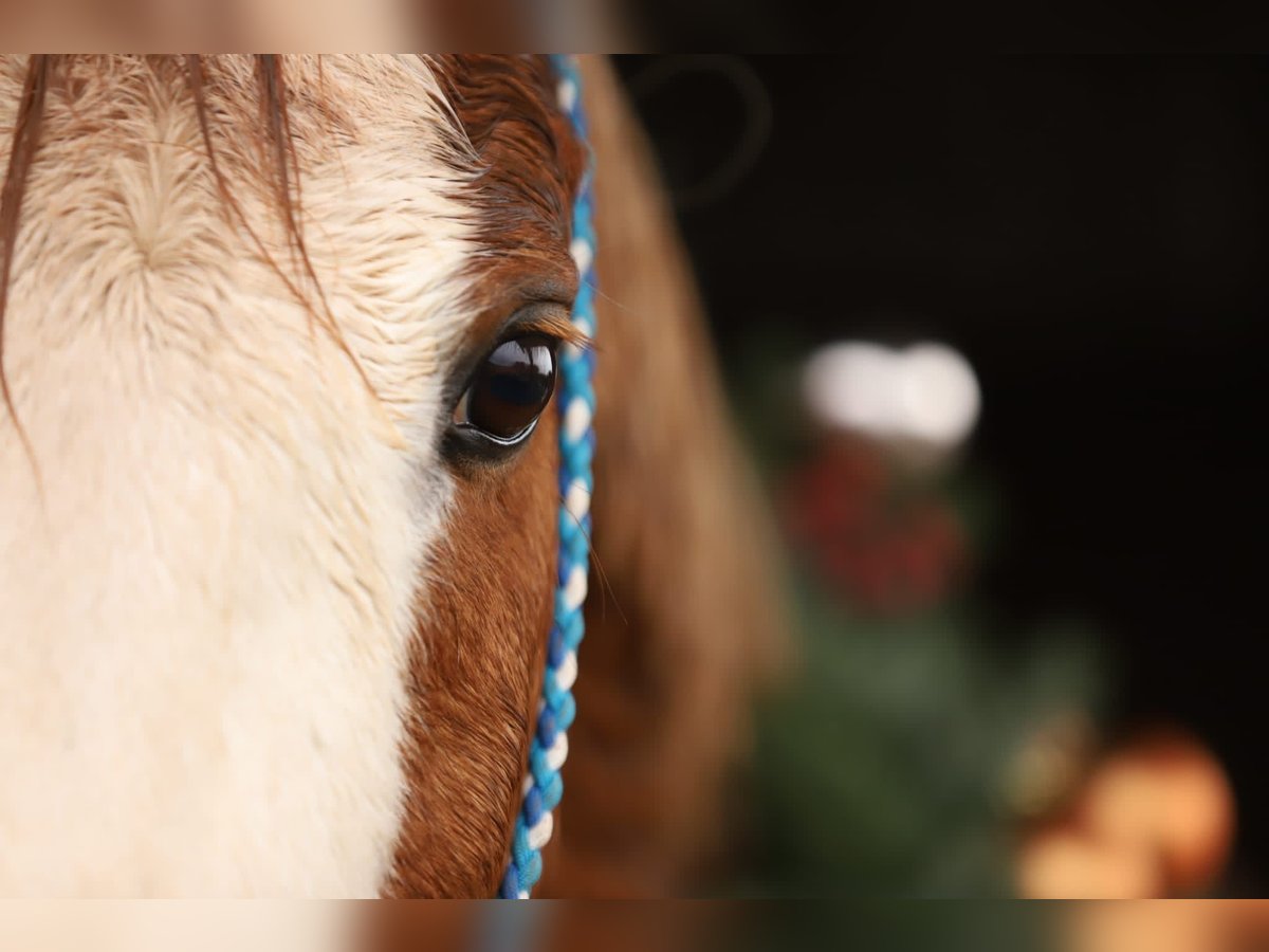 Plus de poneys/petits chevaux Croisé Hongre 19 Ans 143 cm Alezan in Wittlich