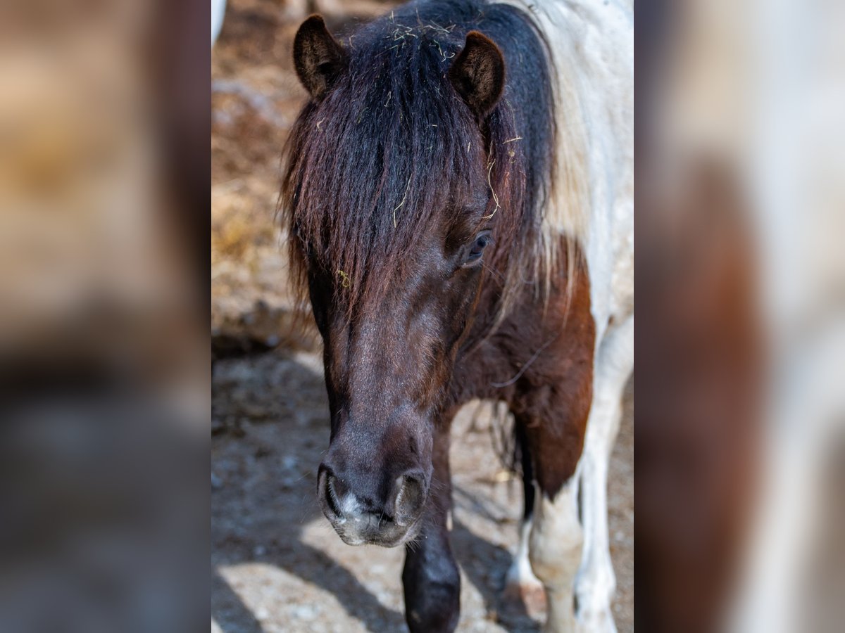 Plus de poneys/petits chevaux Croisé Hongre 2 Ans 120 cm in Glödnitz